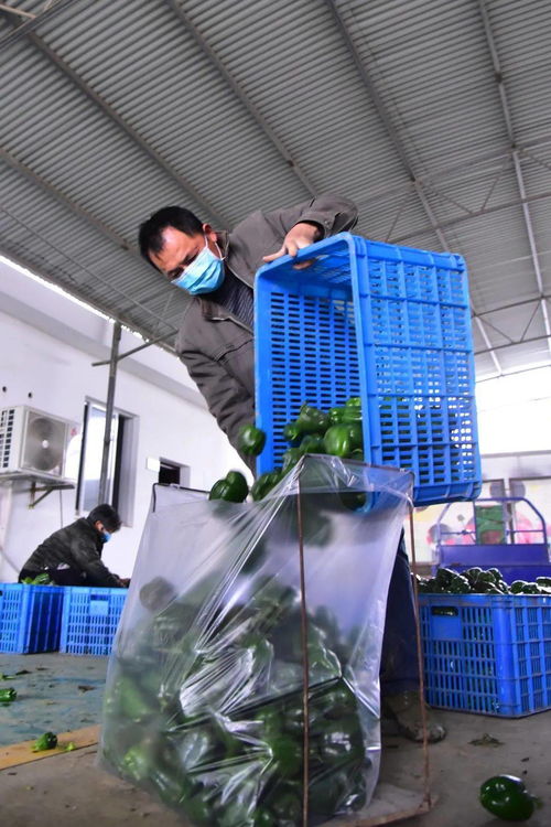 道德模范丨张继东 诚实守信的良心菜农